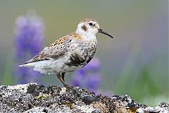 Rock Sandpiper